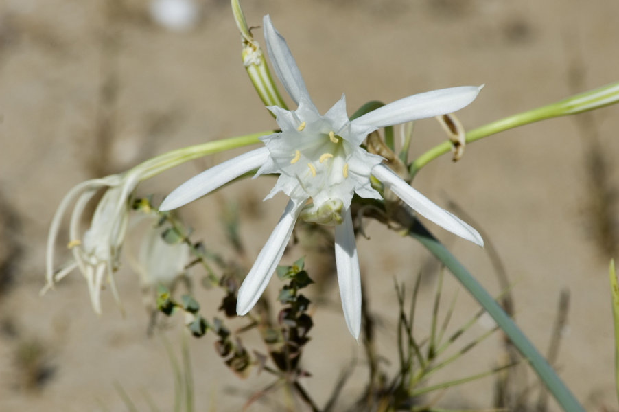 Flor - reserva del Muntanyans - Tarragona - Catalunya